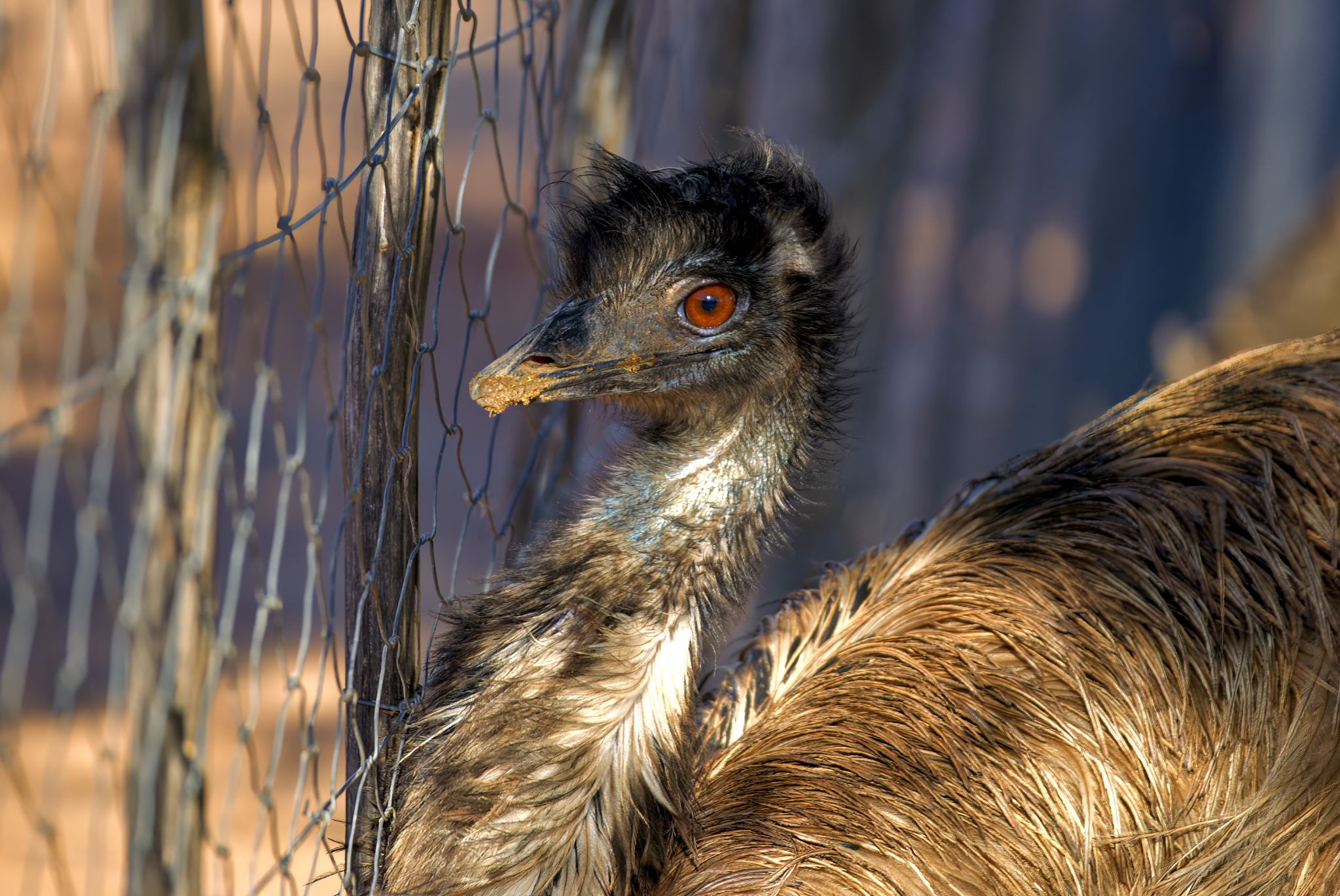 Straußenfarm in Oudtshoorn: Emu (Dromaius novaehollandiae)